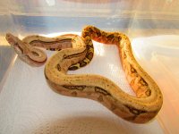 IMG_0440.jpg