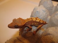 TAZ-1001a.jpg