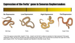 Forks_gene_800.jpg