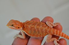 DSC_2190.jpg