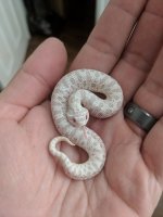 Male Snow Conda.jpg