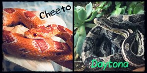 cheetoDaytona.jpg