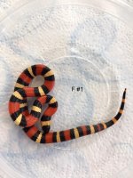 Pueblan Female1.jpg