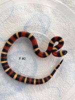Pueblan Female2.jpg