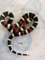 Pueblan Female3.jpg