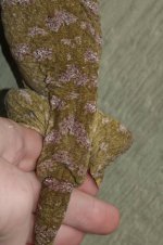 purp3.jpg