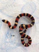 Pueblan Female4.jpg