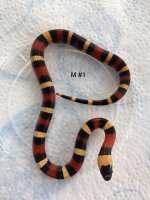 Pueblan Male1.jpg