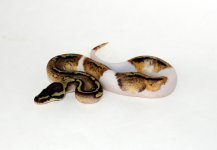 0.1 Pastel YBAsph Pied.jpg