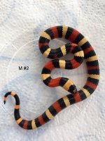 Pueblan Male2.jpg