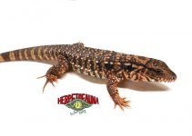 Tegu 08-19 Red Tegu.jpg