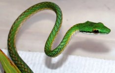 xtn_parrot_snake1.jpg