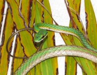 xtn_parrot_snake2.jpg