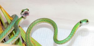 xtn_parrot_snake5.jpg