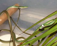 xtn_parrot_snake4.jpg