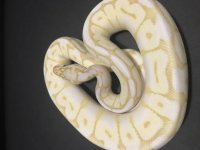 Banana pastel spider lesser.jpg