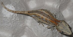IMG_7349.jpg