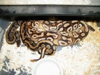 male dinker x female mojave 2014-15 (4).jpg