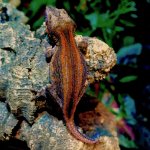 gargoyle gecko for sale_1011-1.jpeg
