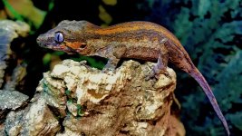 gargoyle gecko for sale_1009-1.jpeg