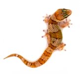 thick_toed_banded_gecko_-_pachydactylus_fasciatus_4_.jpg