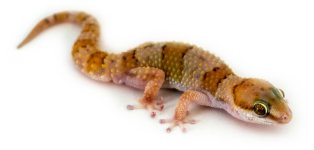 thick_toed_banded_gecko_-_pachydactylus_fasciatus_7_.jpg