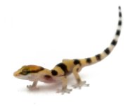 thick_toed_banded_gecko_-_pachydactylus_fasciatus_jv_4_.jpg