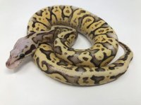 supervanillasuperpastel.jpg