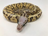 supervanillasuperpastel1.jpg