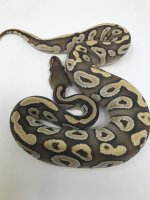 hypomojave2.jpg