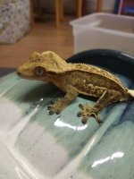 Gecko 2.jpg
