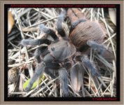 A.walconum(f)3in1.jpg