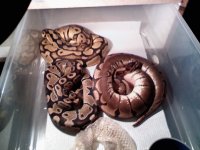 3 snakes.jpg