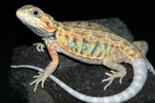 18F11 HTLB 57.jpg