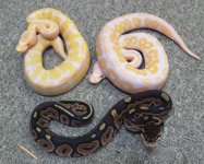 Albino Cinnamon Clutch [800x600].jpg