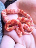 snake1.jpg