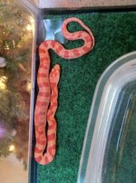 snake2.jpg