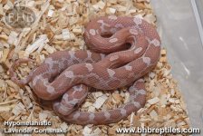 Hypomelanistic Lavender Cornsnake.jpg