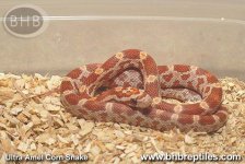 Ultra Amel Cornsnake.jpg