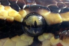 pasteleye.jpg