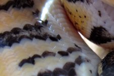 pastelbellyscales.jpg