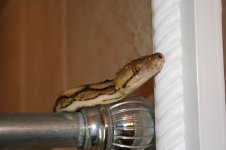 IMG_8411.jpg