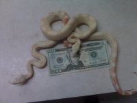 boas.jpg