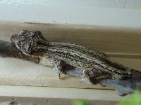 DSC01750.jpg