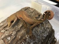 catgecko1.jpg