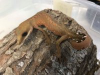 catgecko2.jpg