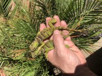 Palm B3.jpg