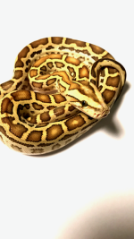 IMG_2452[1].PNG