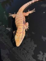red albino ice.jpg