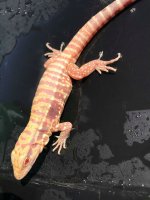 red albino ice2.jpg